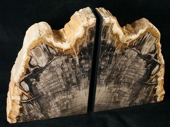 Oregon Petrified Wood Bookends - Oak #16892